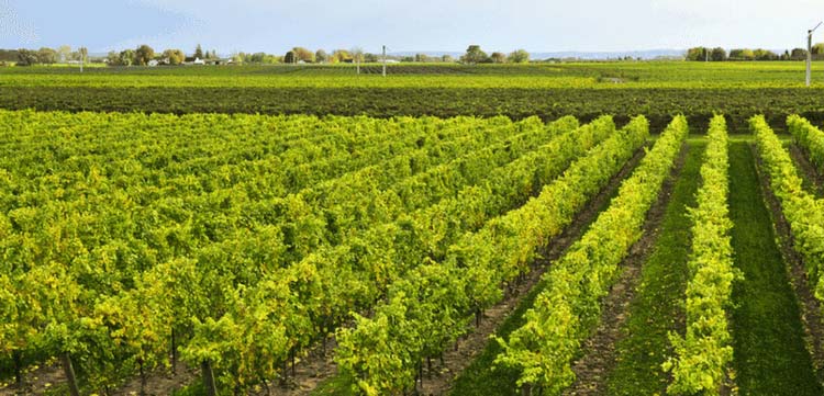 Ontario's Wine Route