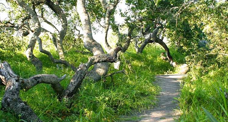 Crooked Bush, Saskatchewan
